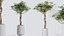 AV Set de Plantas de Interior 406 Cunjevoi Alocasia y Euphorbia Drupifera y Schefflera Arboricola