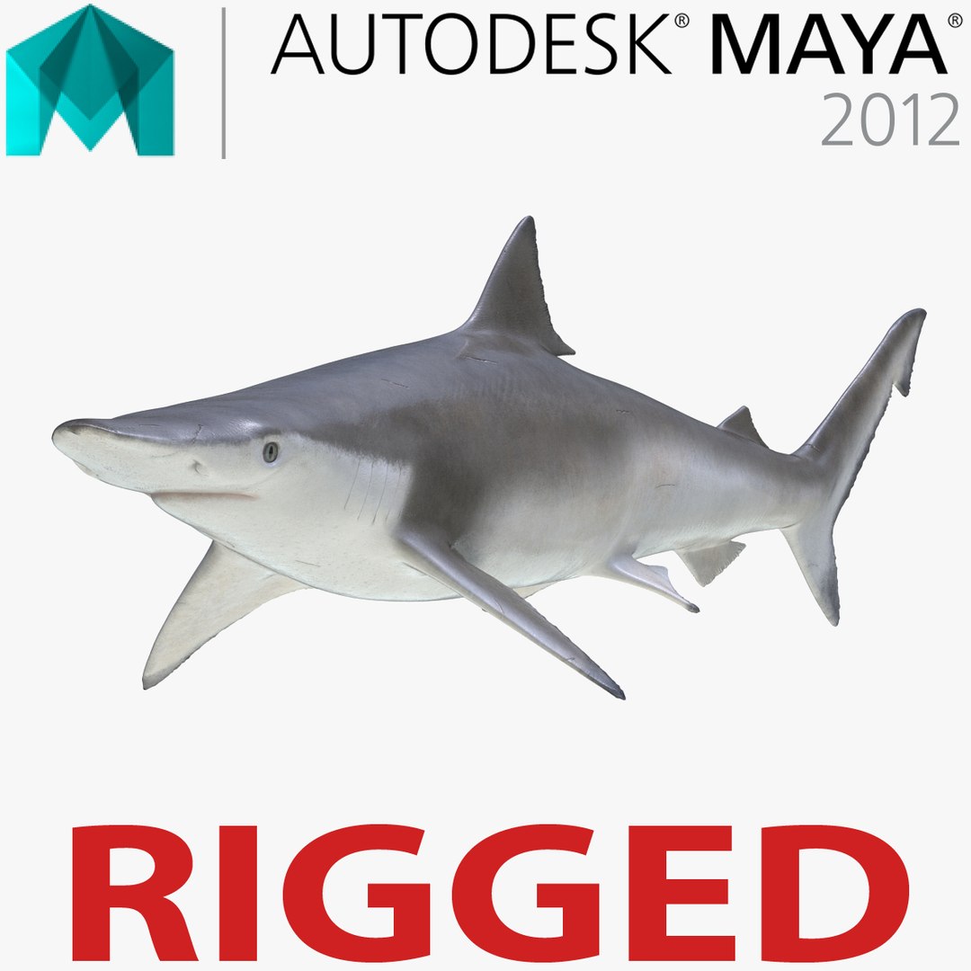 Spadenose Shark Rigged for Maya 3D Model 3D model preview