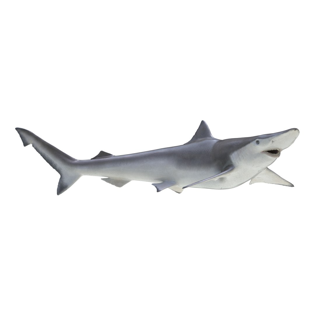 3d spadenose shark rigged model