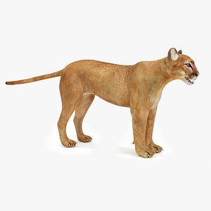 3D Puma model