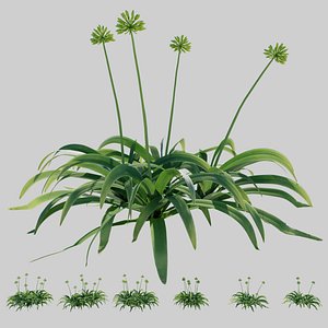 Agapanthus with buds 3D