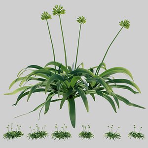 Agapanthus with buds