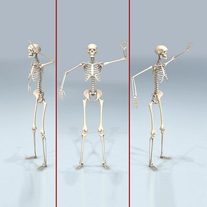 3D human bones