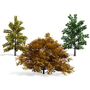 Realistic Swamp White Oak Trees