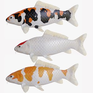 Koi Carp Pack