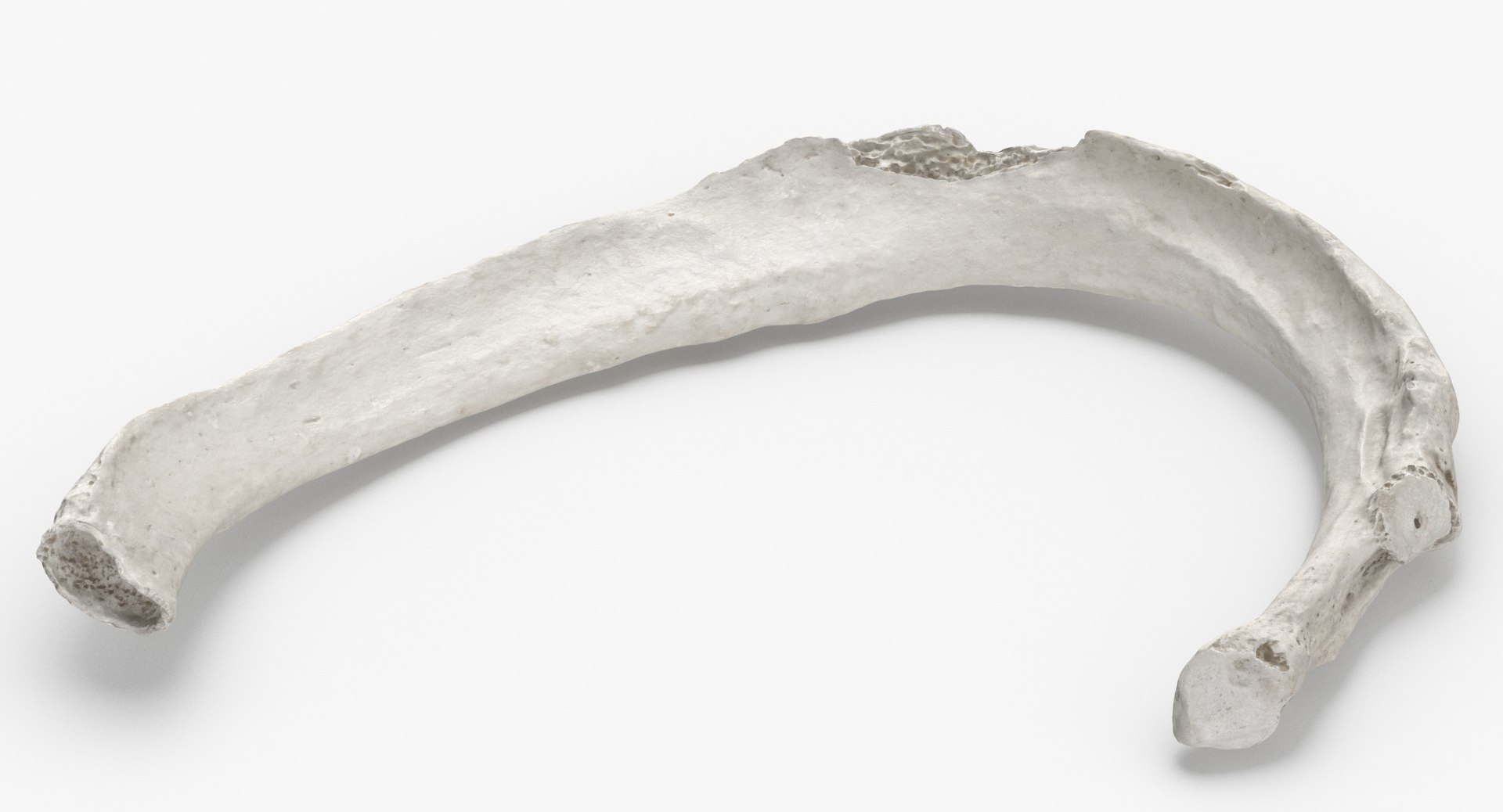 3D costae verae true rib https://p.turbosquid.com/ts-thumb/wC/TJ87Qy/JC/costae_verae_true_rib_02_white_thumbnail_0004/jpg/1606987672/1920x1080/fit_q87/86f28f41e8dbd0a2ad46c71039fbc733fe7712fb/costae_verae_true_rib_02_white_thumbnail_0004.jpg