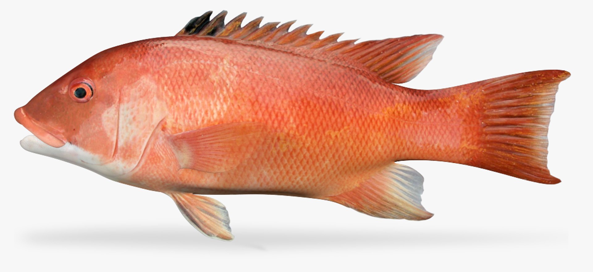 Sheephead 3D - TurboSquid 1815104