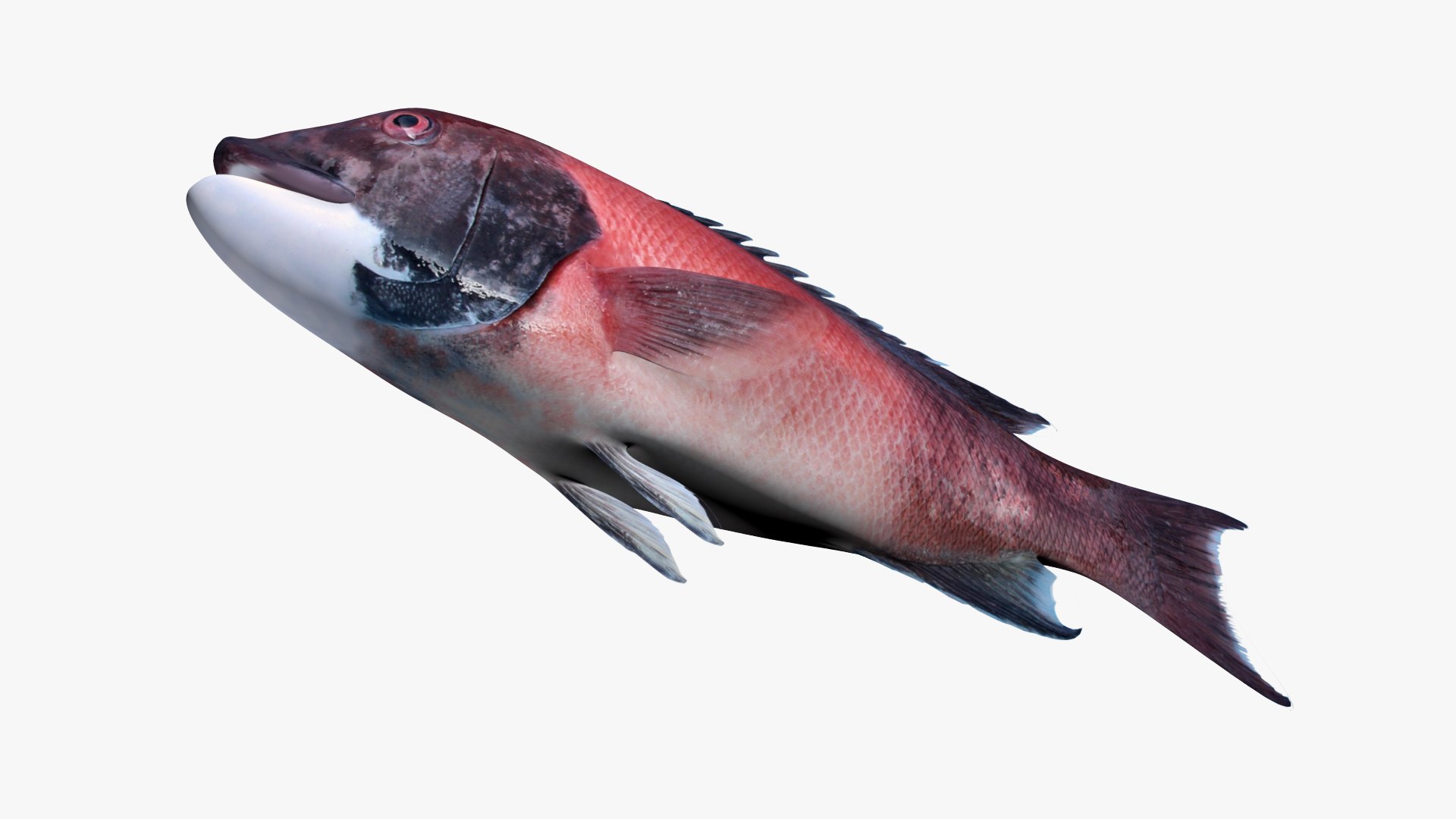 Sheephead 3D - TurboSquid 1815104