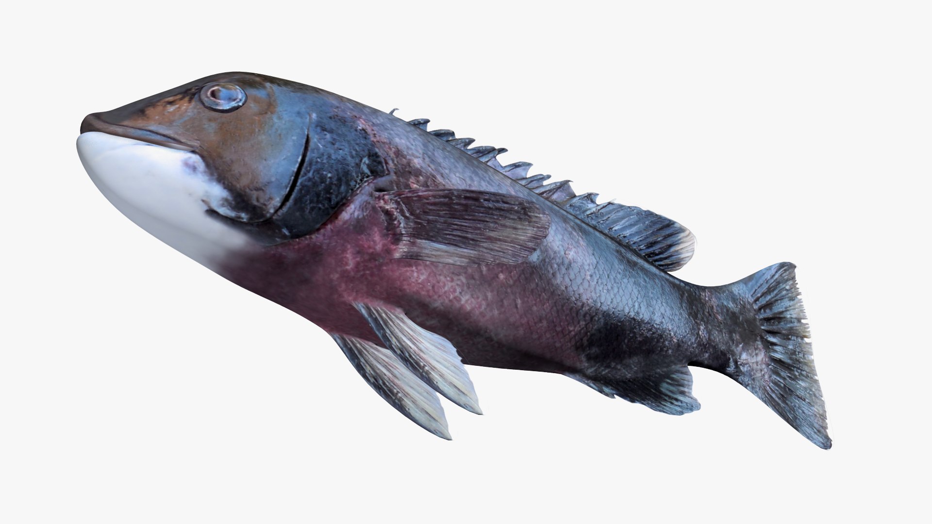 Sheephead 3D - TurboSquid 1815104