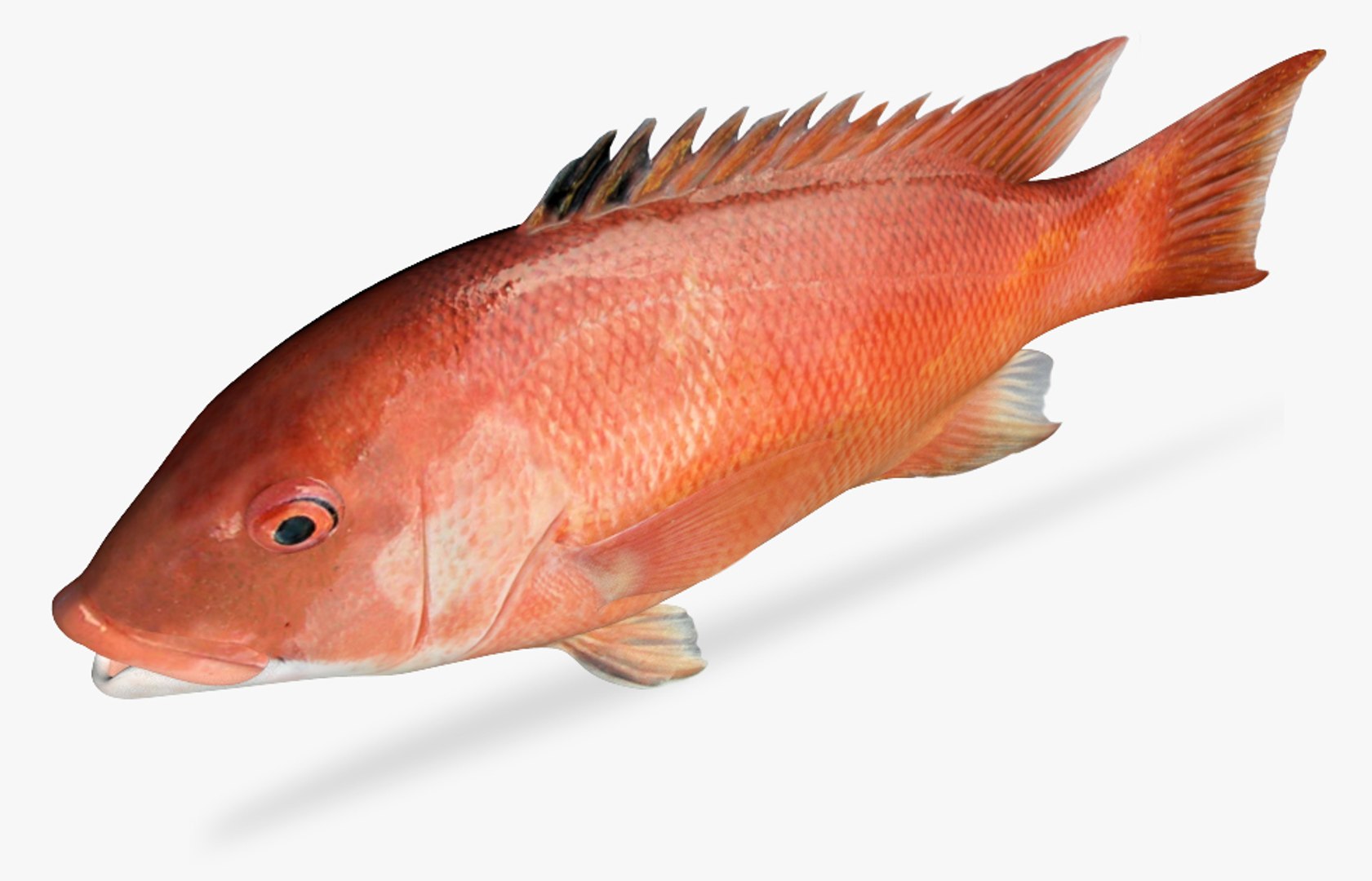 Sheephead 3D - TurboSquid 1815104