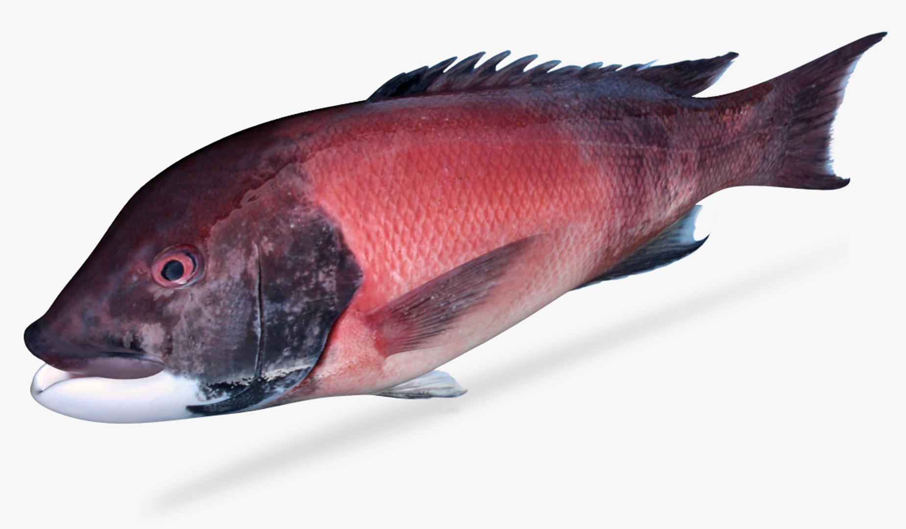 Sheephead 3D - TurboSquid 1815104