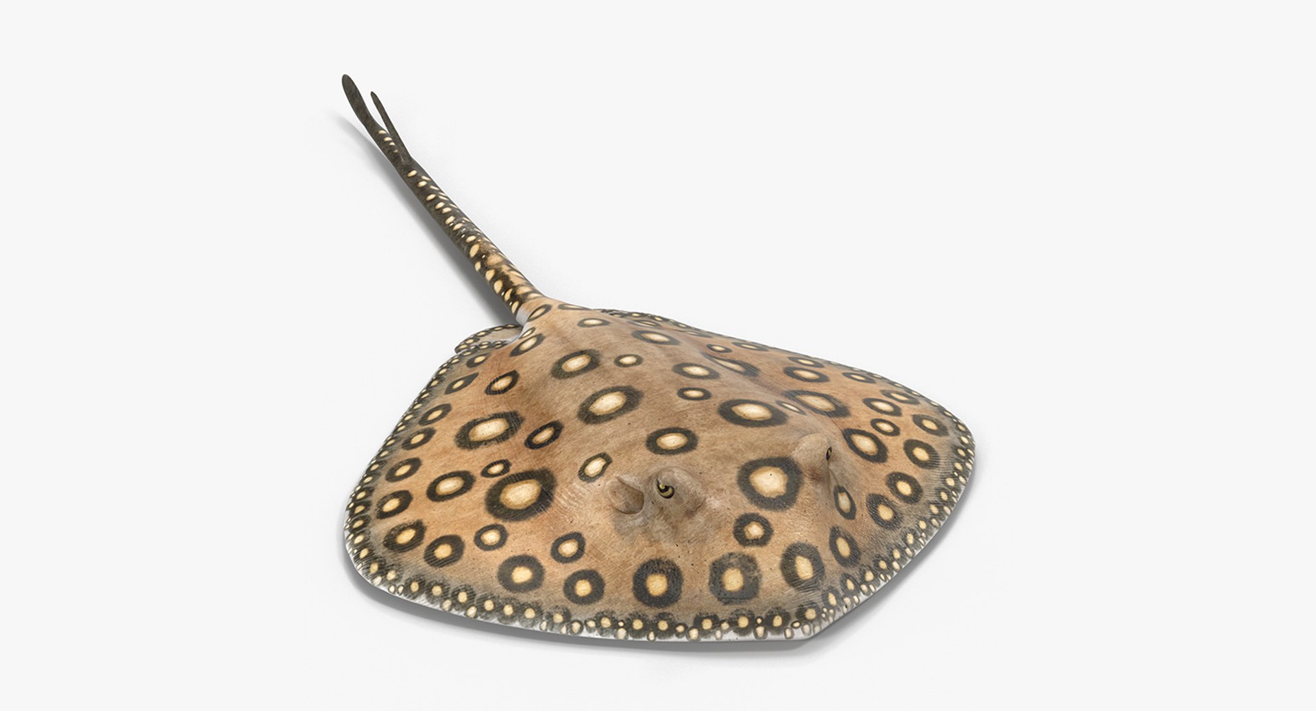 River Stingray 3D Model 3D model preview