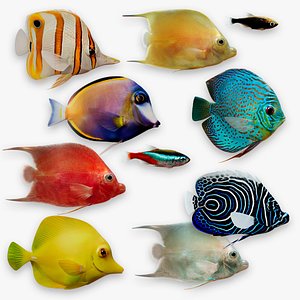 Coral fishes Animated