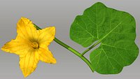 Cucurbita