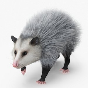 Opossum in Walking Pose Fur