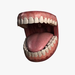 3d model human jaw