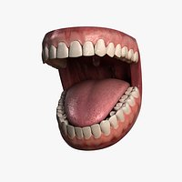 Human Jaw