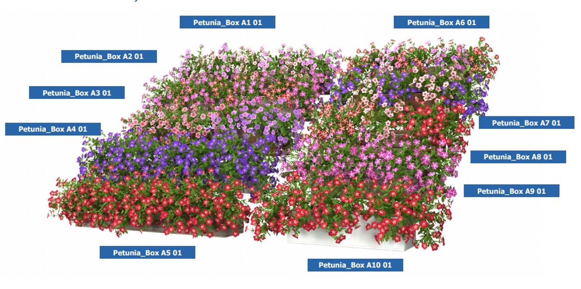 3D XfrogPlants HD Flowers 3 model https://p.turbosquid.com/ts-thumb/wD/8gQsuH/2i/petunia_2/jpg/1620403121/1920x1080/fit_q87/6f43ffe09c268900351cee92910c3215a10e92a3/petunia_2.jpg