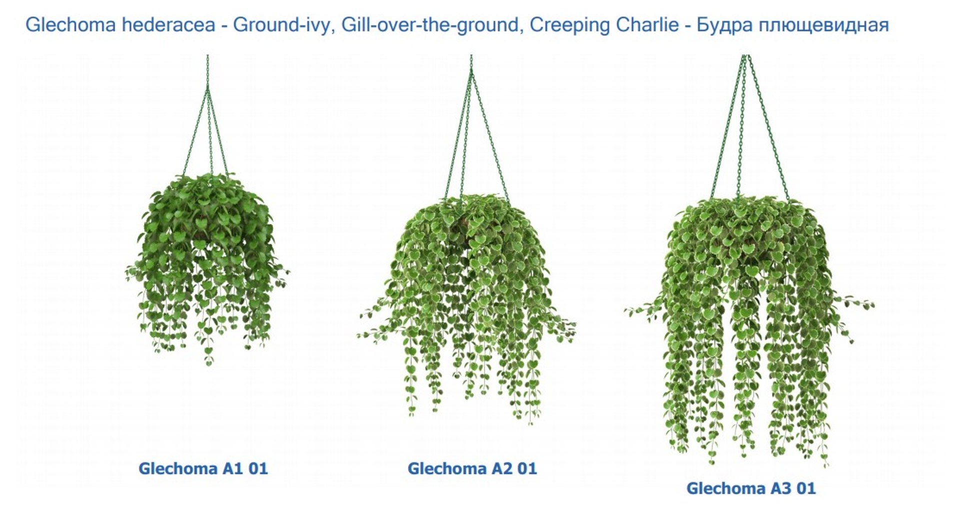 3D XfrogPlants HD Flowers 3 model https://p.turbosquid.com/ts-thumb/wD/8gQsuH/6d/glechoma/jpg/1620403114/1920x1080/fit_q87/3d50df093b5a08d6a5ea44c476a4e870766d029e/glechoma.jpg