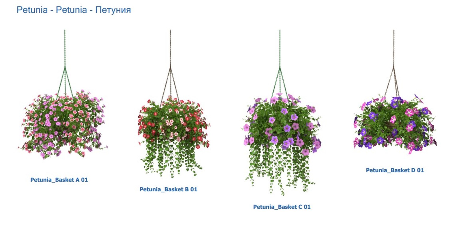 3D XfrogPlants HD Flowers 3 model https://p.turbosquid.com/ts-thumb/wD/8gQsuH/U2/petunia/jpg/1620403121/1920x1080/fit_q87/5d767837d52e9df4962b0042f40e67bdb720cc8e/petunia.jpg