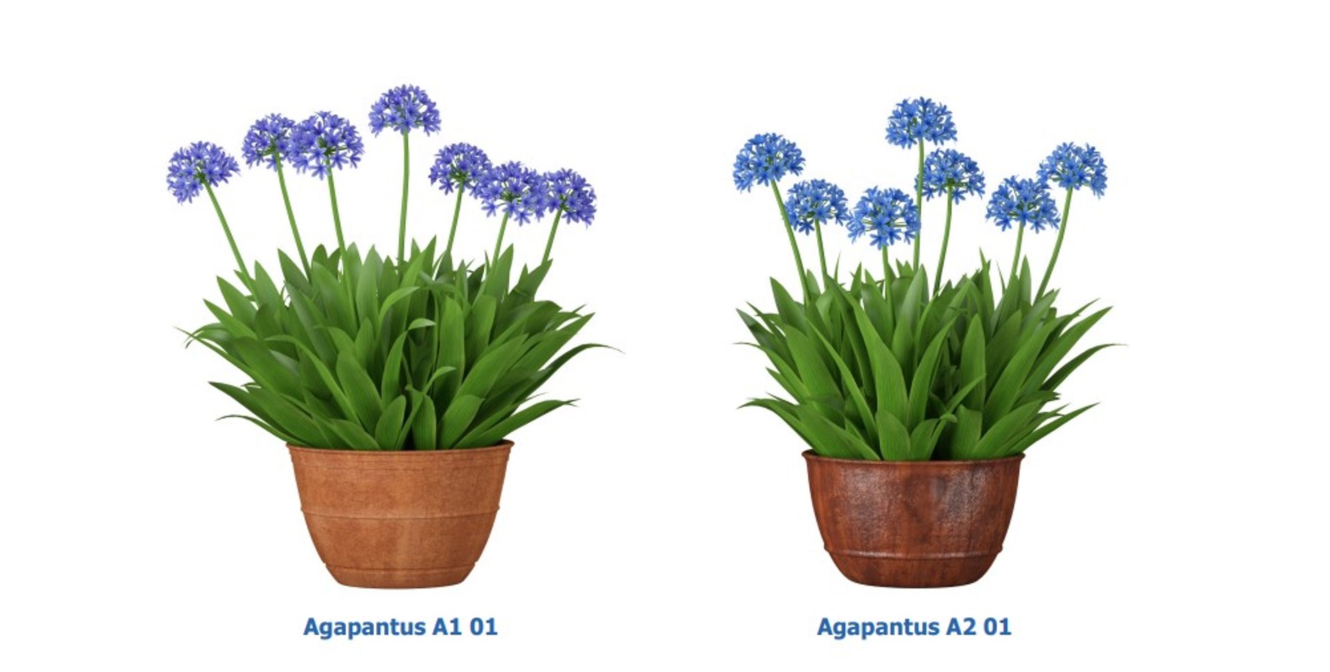 3D XfrogPlants HD Flowers 3 model https://p.turbosquid.com/ts-thumb/wD/8gQsuH/fk/agapanthus/jpg/1620403114/1920x1080/fit_q87/04f8a8957c0e440db00cb5957c43a77105389924/agapanthus.jpg