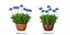 XfrogPlants HD Flowers 3