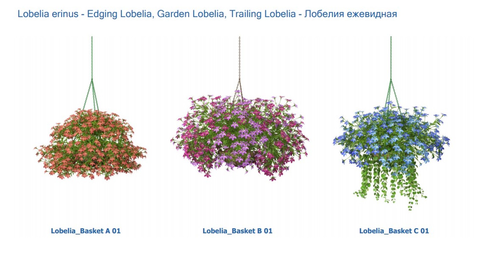 3D XfrogPlants HD Flowers 3 model https://p.turbosquid.com/ts-thumb/wD/8gQsuH/kP/lobelia/jpg/1620403121/1920x1080/fit_q87/22115704b9ecc99e86f6c9fbbfea3c52b36d7428/lobelia.jpg
