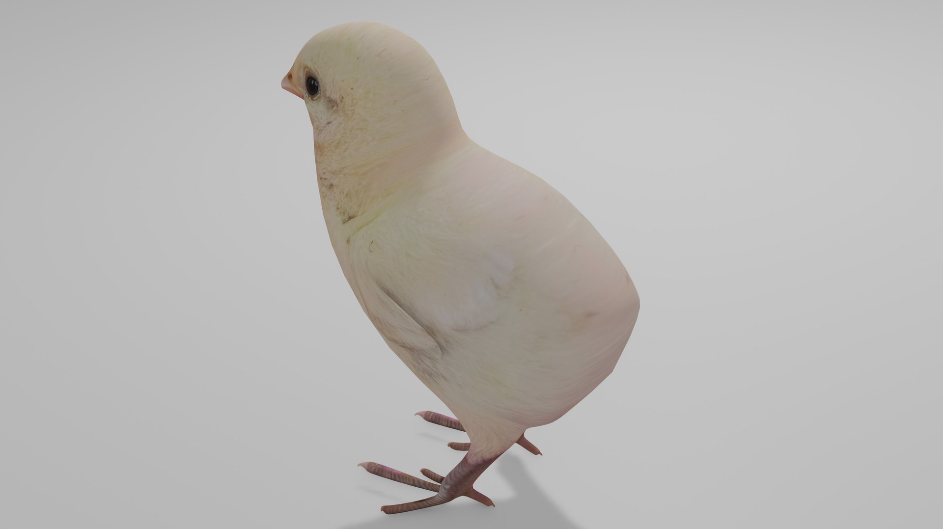3D Baby chick OBJ https://p.turbosquid.com/ts-thumb/wD/Pc2URa/Eb/5/jpg/1717970063/1920x1080/fit_q87/61ede48924b5d87a83c611cd454817b778beb571/5.jpg