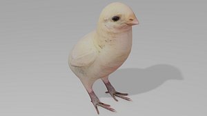 3D Baby chick OBJ