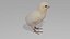 Baby chick OBJ