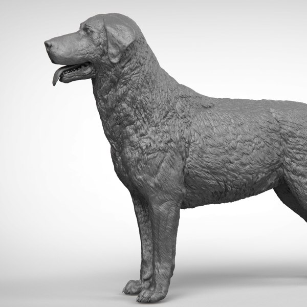 labrador ztl zbrush model