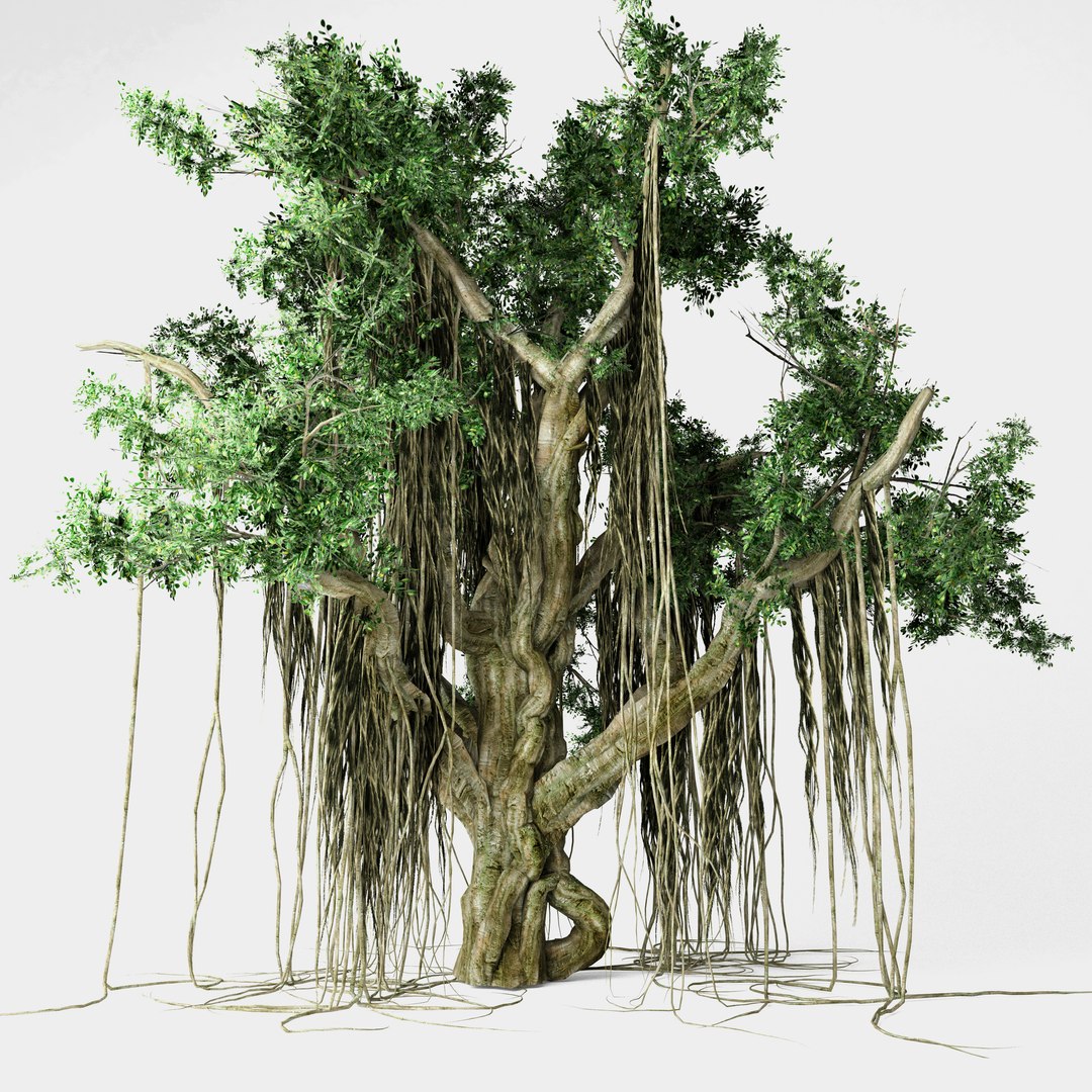 Banyan Tree Model - TurboSquid 1518407