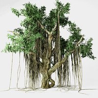 Banyan tree
