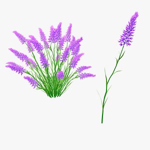 3D Selloana Flower 3d Model model