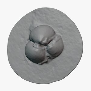 Open Loquat with Seeds - For 3D Print 3D model