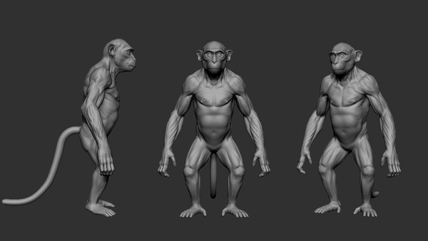 modelo 3d Paquete de primates - TurboSquid 2096641