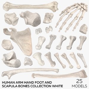 Human Arm Hand Foot and Scapula Bones Collection White - 25 models
