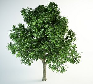 red oak tree