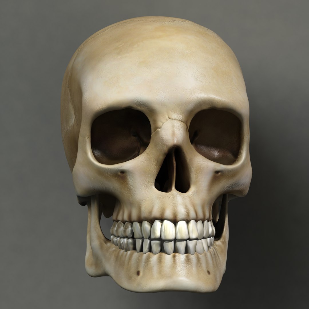 skull human obj https://p.turbosquid.com/ts-thumb/wD/qFQNYd/0EfLB3ta/shot_1_bis/png/1364718251/1920x1080/fit_q87/5982a2a506a710359d749c8345e22ae8eb7a3c82/shot_1_bis.jpg