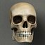 Human Skull