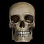 Human Skull