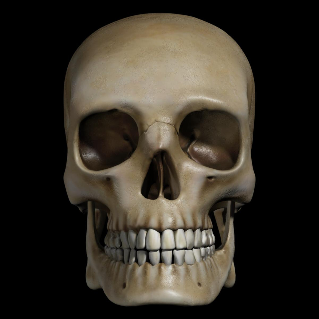 skull human obj https://p.turbosquid.com/ts-thumb/wD/qFQNYd/0hnmGI1h/rot/jpg/1364801079/1920x1080/turn_fit_q99/6f676169fa4b3a75a2ab17a77f9e15082577dc1c/rot-1.jpg