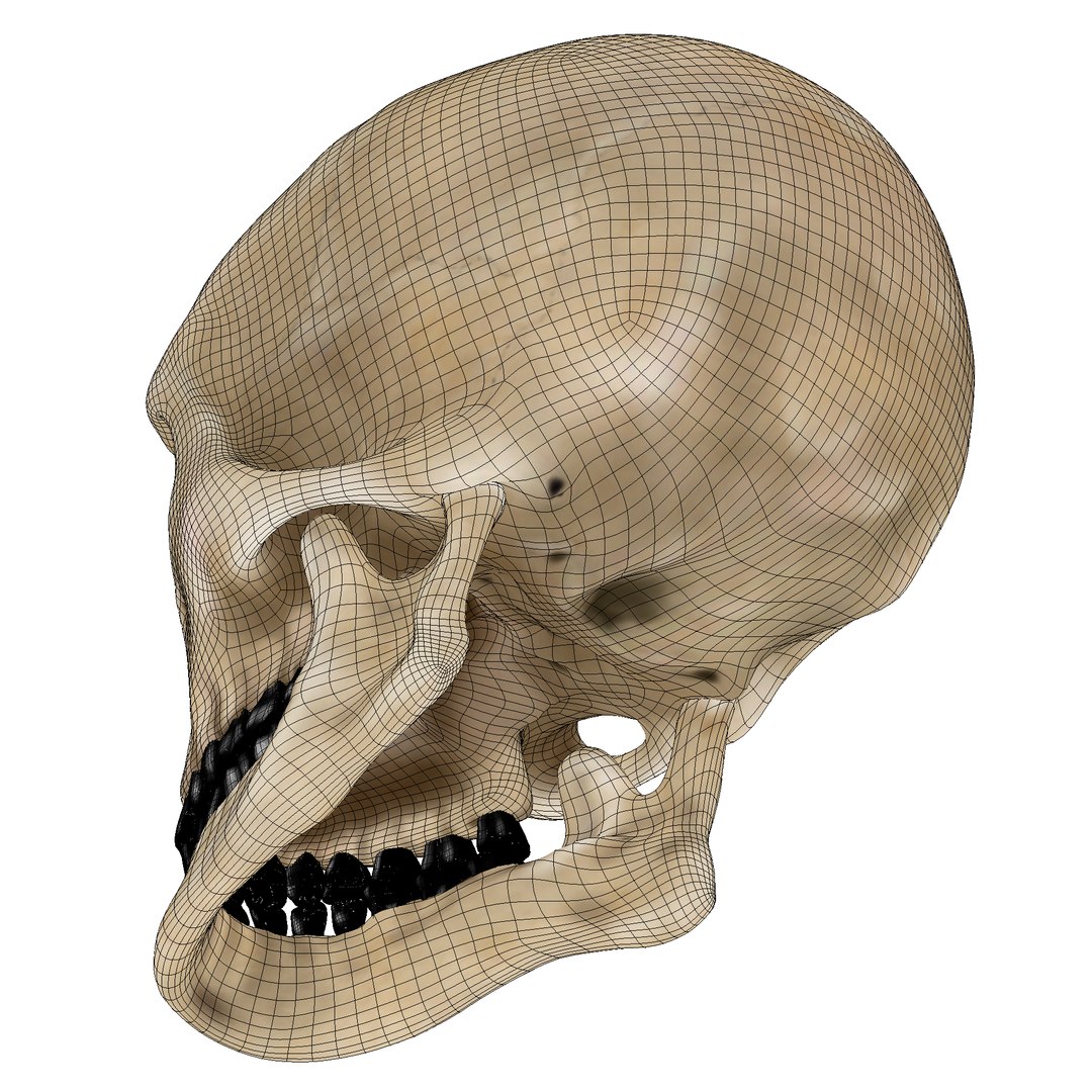 skull human obj https://p.turbosquid.com/ts-thumb/wD/qFQNYd/FhvssP0F/shot_11/png/1364719818/1920x1080/fit_q87/d9ea17e1a5f7d736732b2090ccd2aee7d77058c1/shot_11.jpg