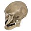 Human Skull