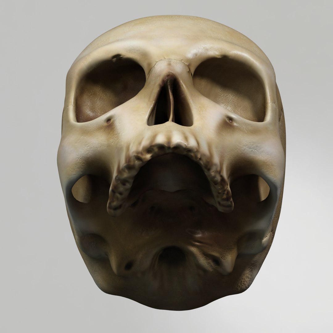 skull human obj https://p.turbosquid.com/ts-thumb/wD/qFQNYd/Id37qy6f/shot_7/png/1364719818/1920x1080/fit_q87/58692be4426d003006eee76f9820a8932c7b0ab6/shot_7.jpg