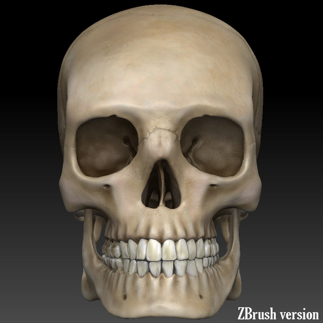 skull human obj https://p.turbosquid.com/ts-thumb/wD/qFQNYd/Lk9yqtOH/shot_9/png/1364719818/1920x1080/fit_q87/6c8d4a9f708558c9b6b66a304fd5b0eb1ad5e480/shot_9.jpg
