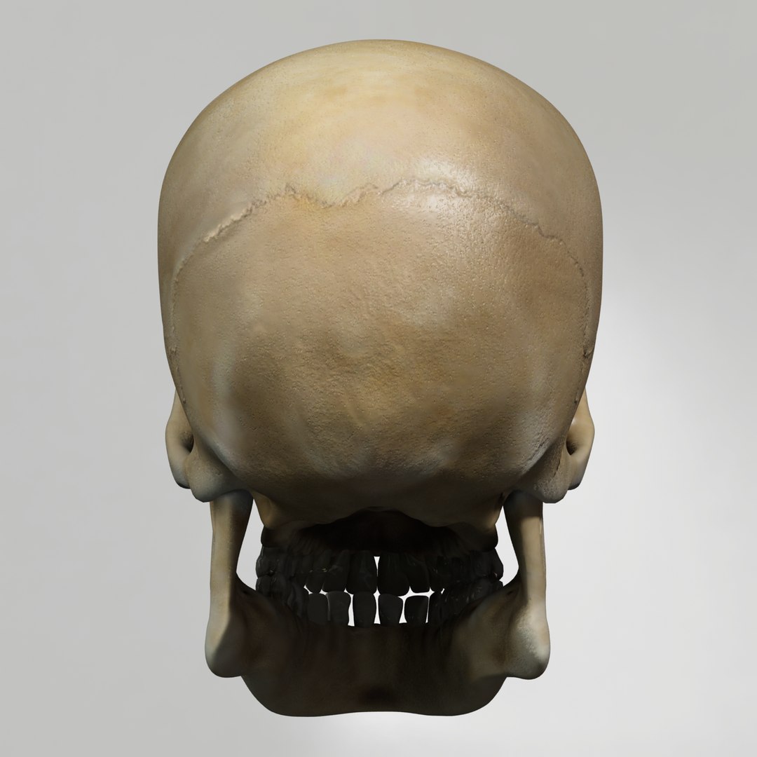 skull human obj https://p.turbosquid.com/ts-thumb/wD/qFQNYd/MrjAQT5u/shot_3/png/1364718571/1920x1080/fit_q87/db96a1843c5040e5587b5a4baaaa5040d25b17ae/shot_3.jpg