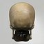 Human Skull
