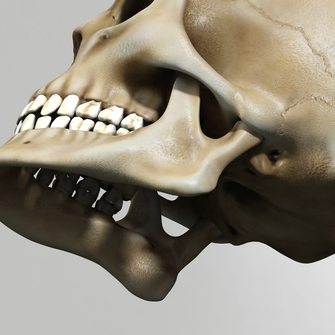 skull human obj https://p.turbosquid.com/ts-thumb/wD/qFQNYd/jfm3O5XB/shot_6/png/1364718923/1920x1080/fit_q87/3127387692deb2eb87ea4e3fd3645da6b8de6238/shot_6.jpg