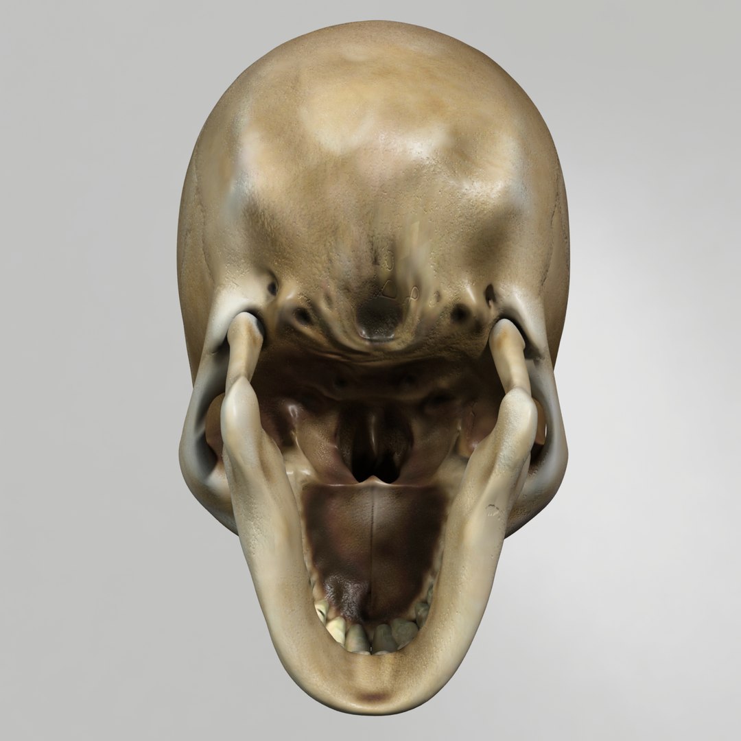 skull human obj https://p.turbosquid.com/ts-thumb/wD/qFQNYd/mqL8pxY8/shot_5/png/1364718798/1920x1080/fit_q87/b7b9aaa5008a4035b468fbbeed45920fcc350305/shot_5.jpg